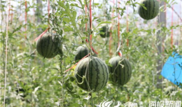 农村吃瓜爆料视频大全,揭秘乡村生活趣味瞬间