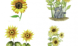 向日葵动漫,阳光照耀下的青春梦想之旅